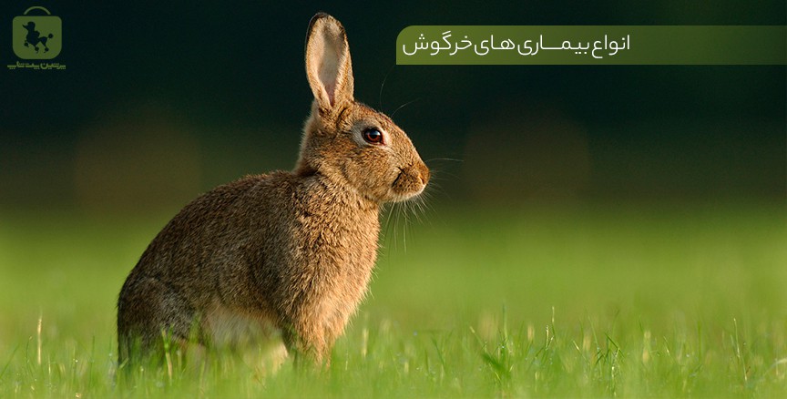 بیماری خرگوش | بیماری خرگوش ها | بیماری خرگوش خانگی - پرشین پت شاپ