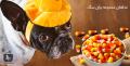 Forbidden Food Dog 1