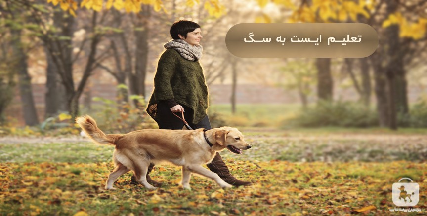 آموزش فرمان بمان به سگ