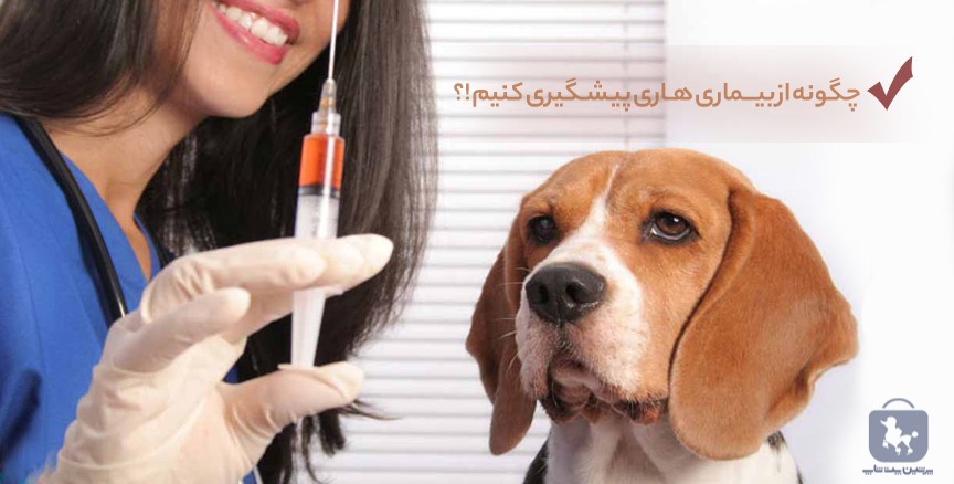 واکسیناسیون هاری سگ در کلینیک