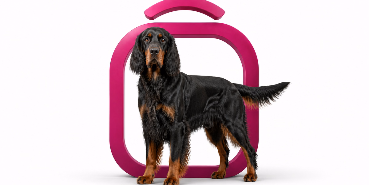 گوردون ستر | Gordon Setter