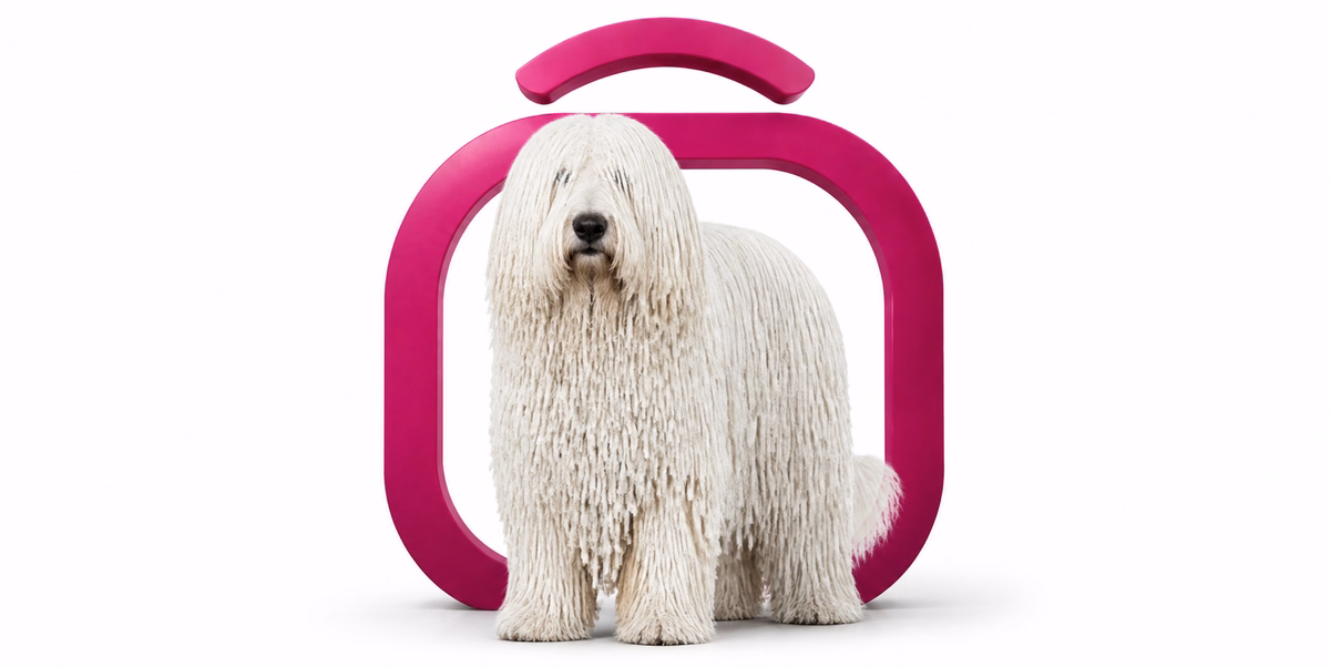 کوموندور | Komondor