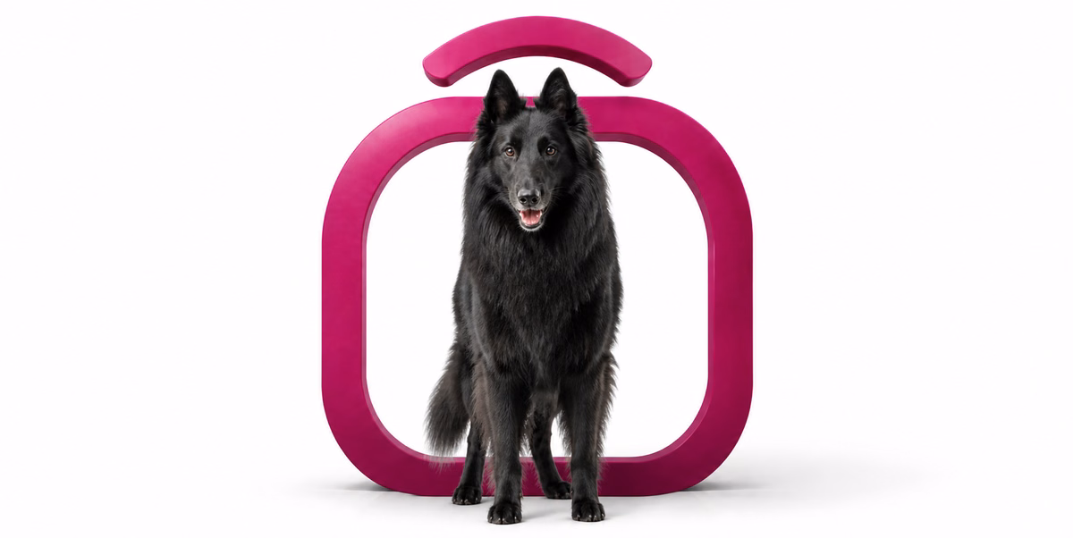 بلژین شیپ داگ | Belgian Sheepdog