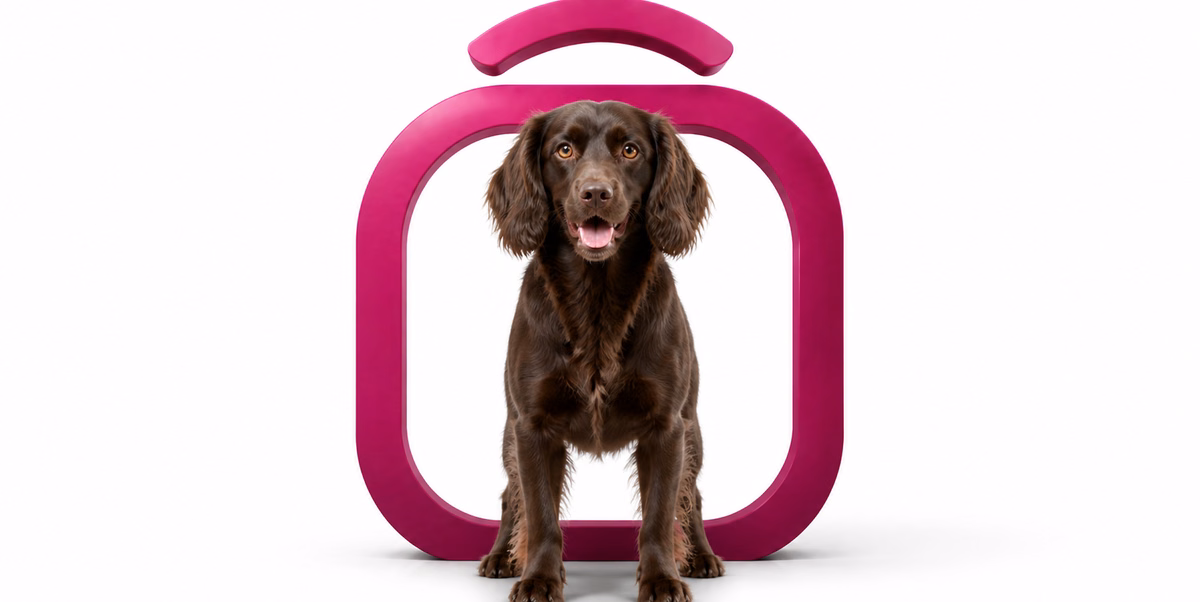 بویکین اسپانیل | Boykin Spaniel