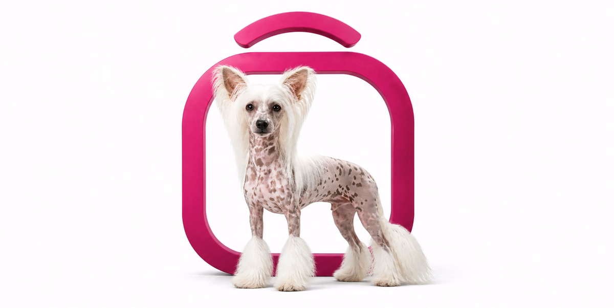 چاینیز کرستد | Chinese Crested
