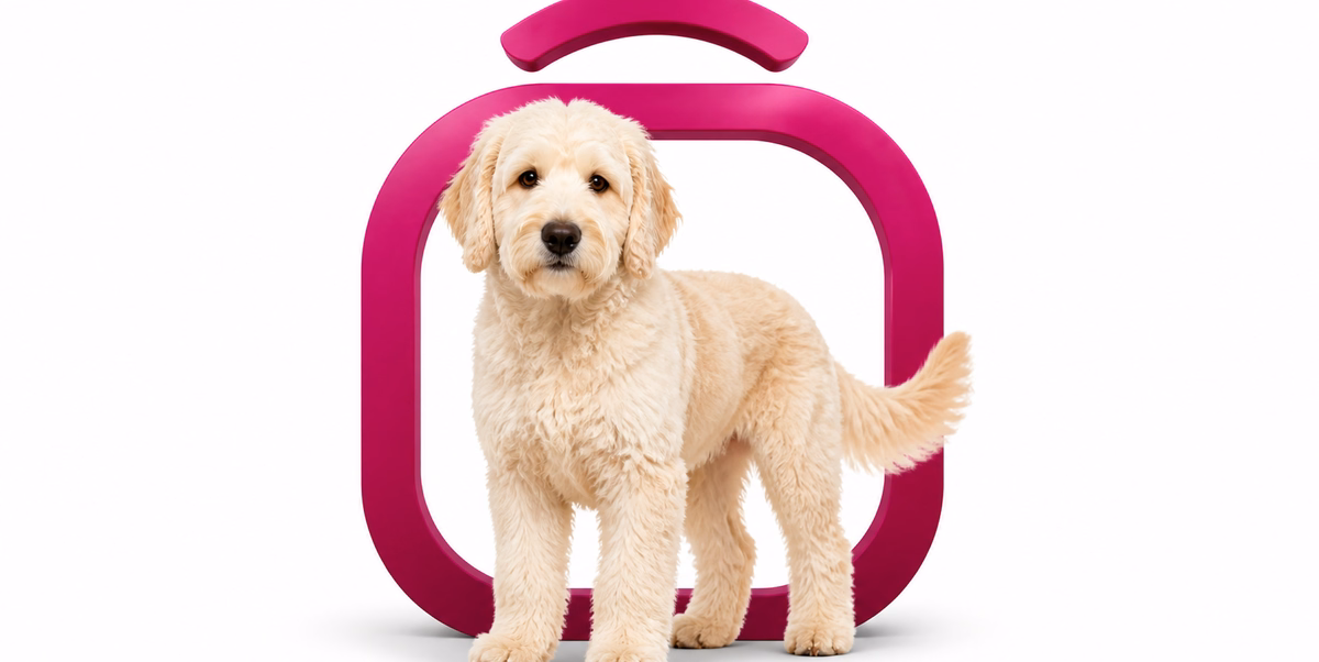 گلدن دودل | Goldendoodle