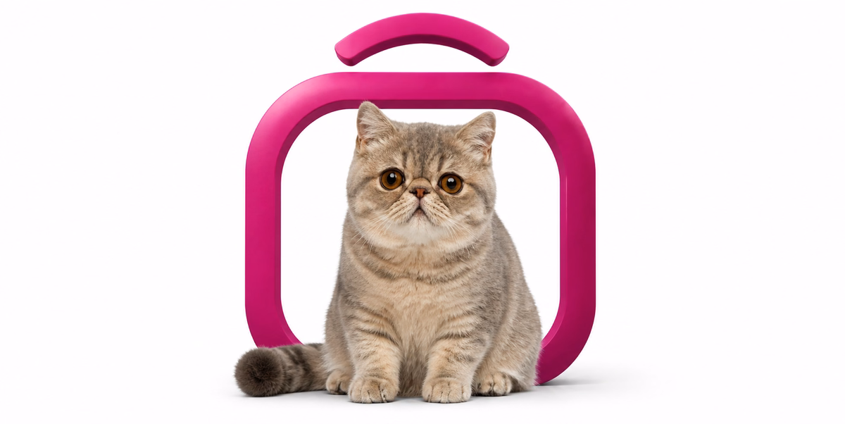 اگزوتیک شورت هیر | Exotic Shorthair