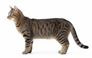 عکس گربه نژاد اروپین شورتهیر | European Shorthair