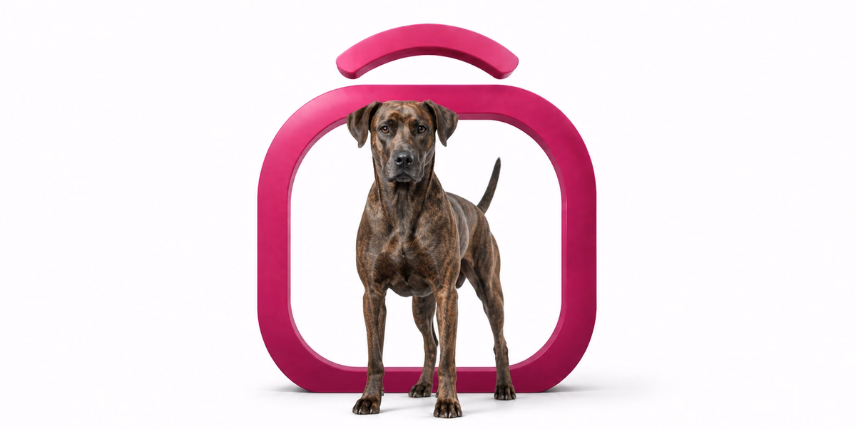 ترینگ تنسی بریندل | Treeing Tennessee Brindle