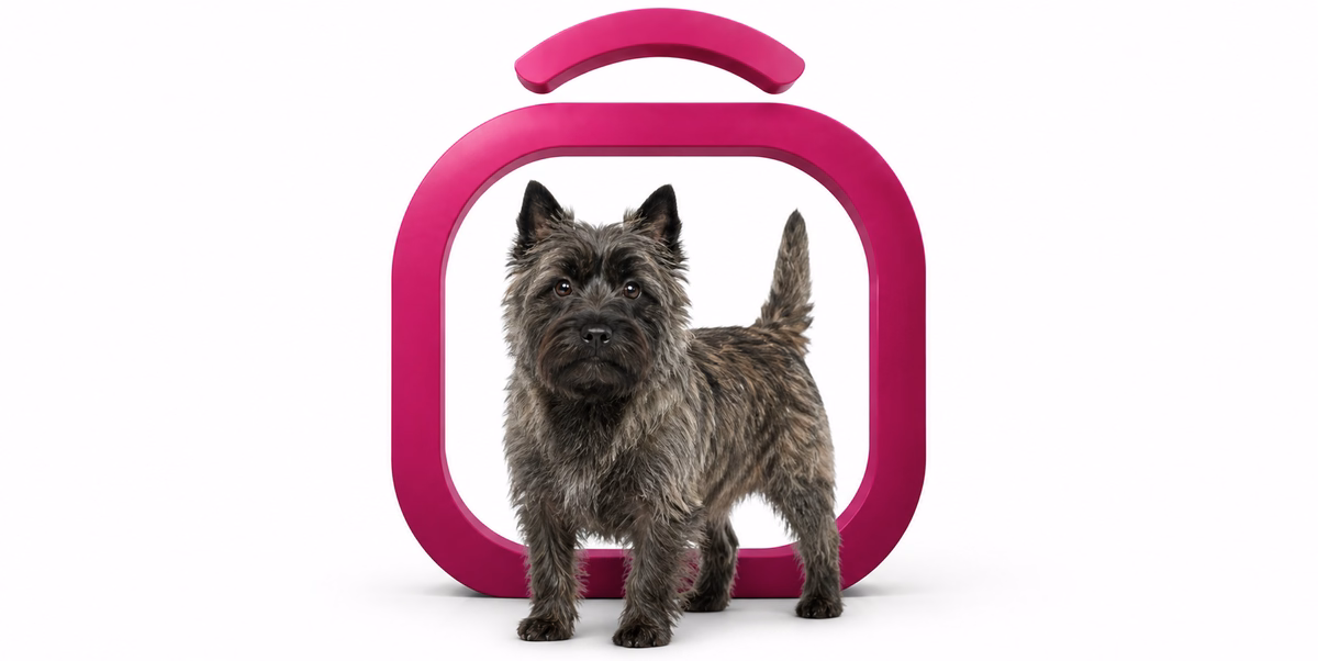 کِرن تریر | Cairn Terrier