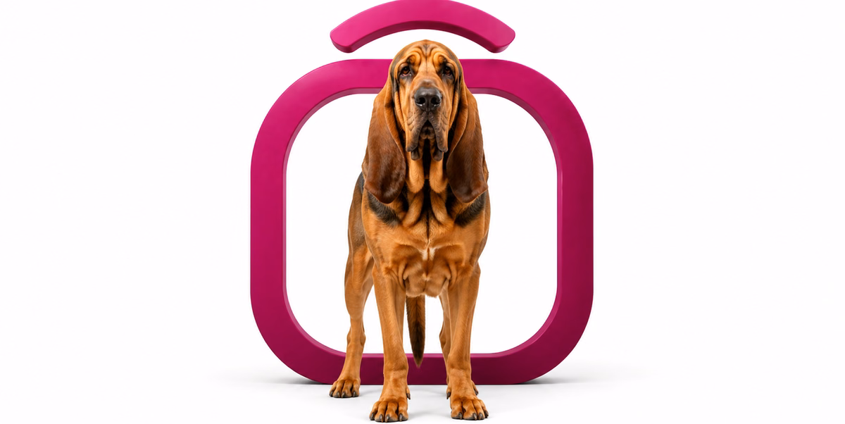 بلاد هاند | Bloodhound
