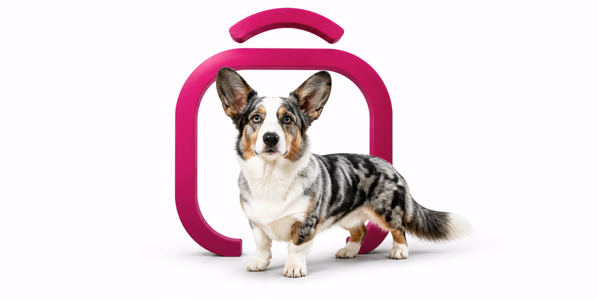کاردیگان ولش کورگی | Cardigan Welsh Corgi