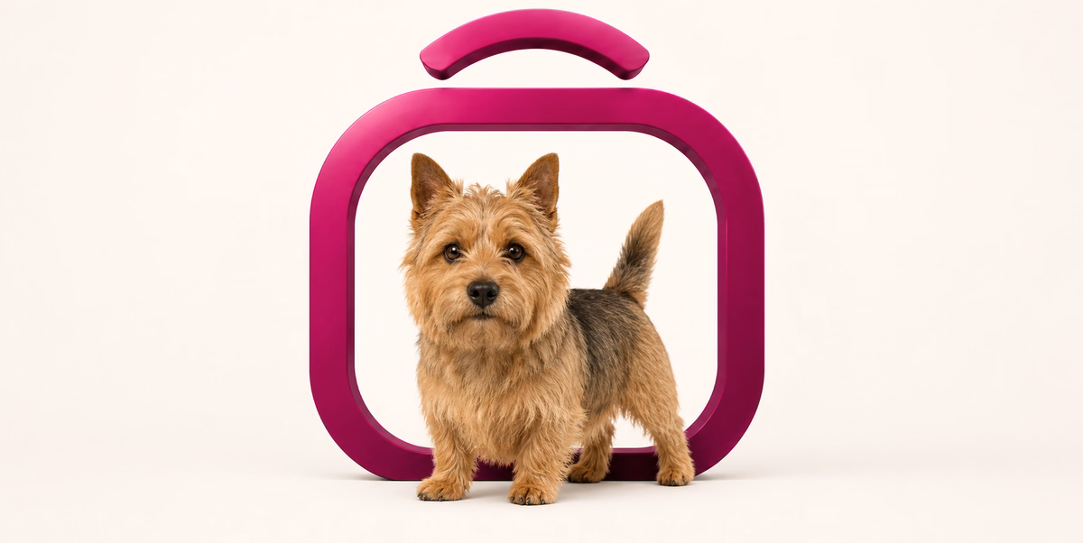 نورویچ تریر | Norwich Terrier