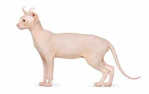 عکس گربه نژاد الف اسفینکس | Elf Cat
