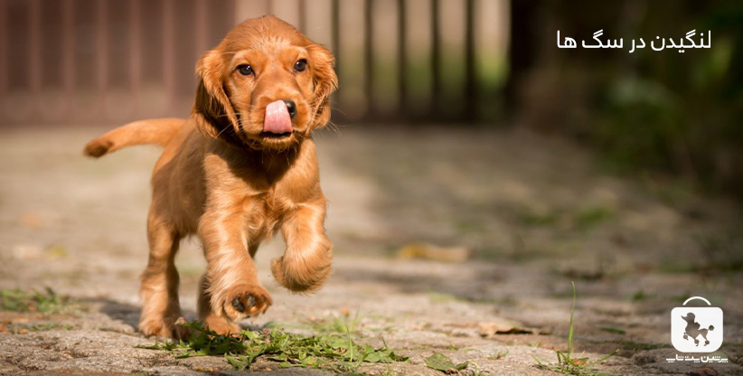 لنگیدن در سگ ها 2 Lameness in dogs