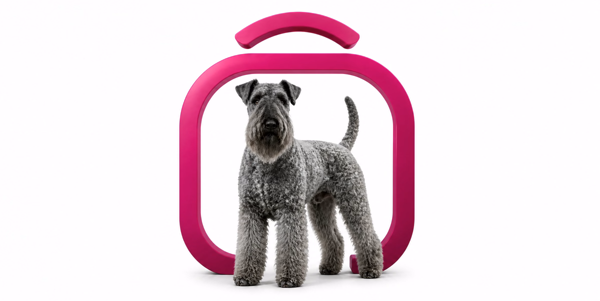 کری بلو تریر | Kerry Blue Terrier