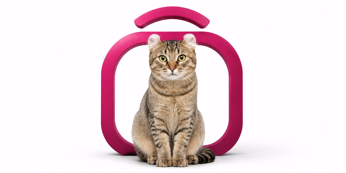 آمریکن کورل | American Curl