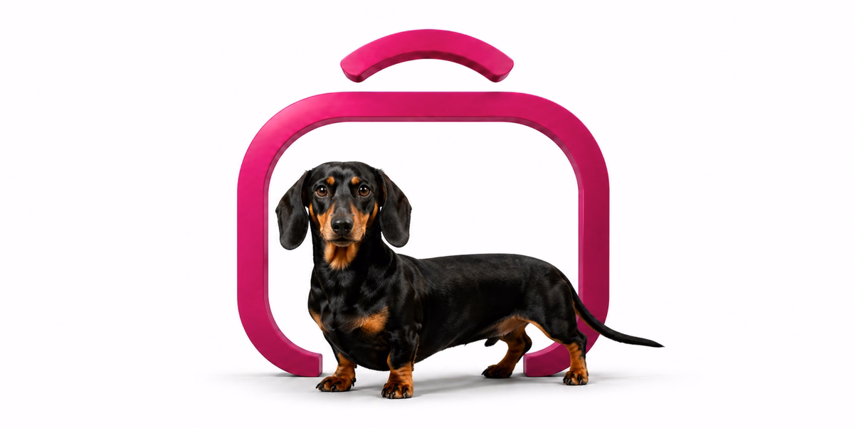 داشهوند | Dachshund