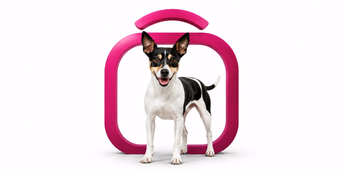 رت تریر | Rat Terrier