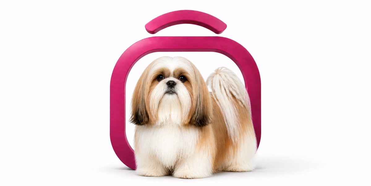 شیتزو | Shih Tzu