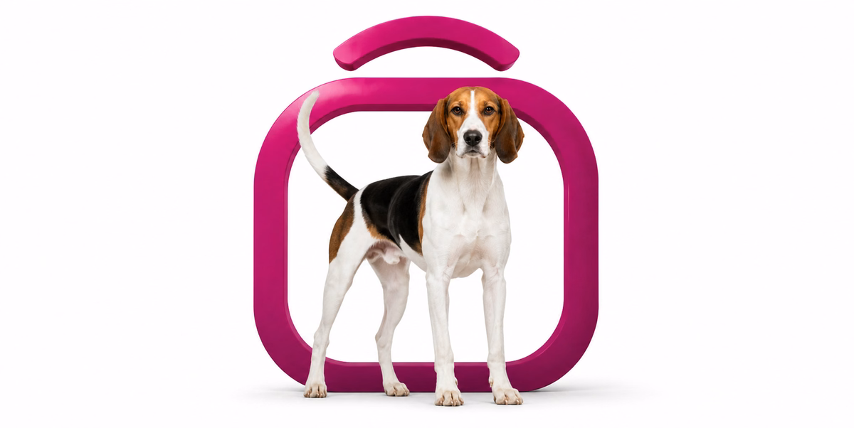 ترینگ واکر کونهوند | Treeing Walker Coonhound
