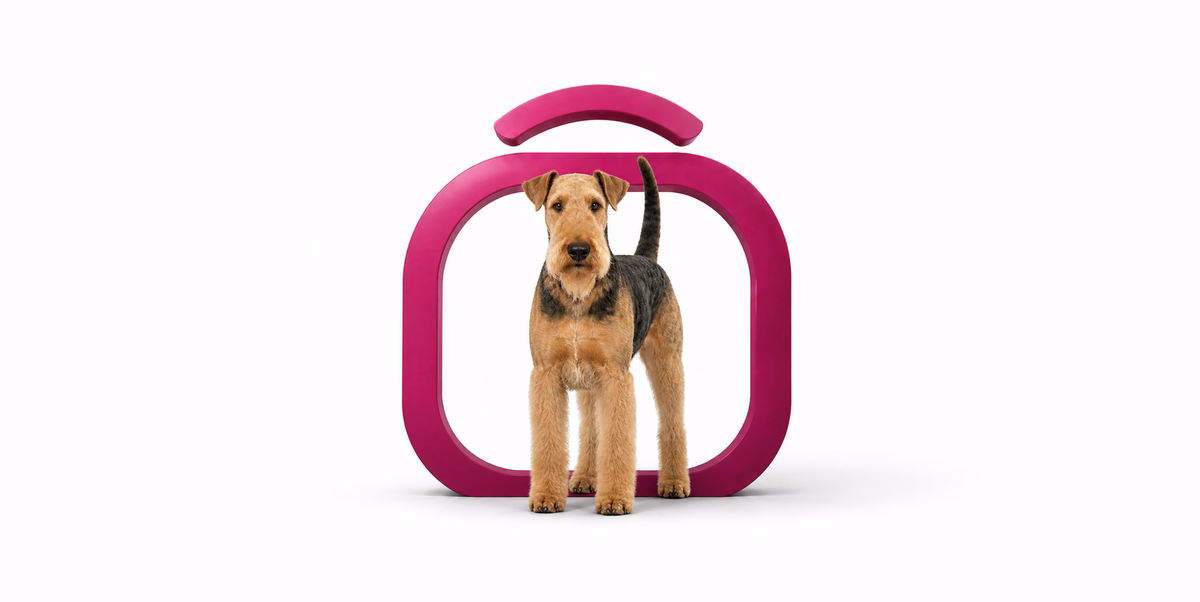 آیردل تریر | Airedale Terrier