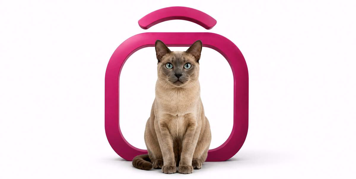 تونکینس | Tonkinese