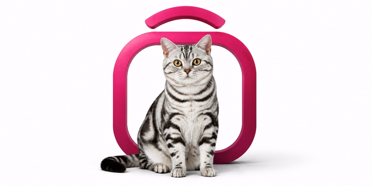 آمریکن شورت هیر | American Shorthair