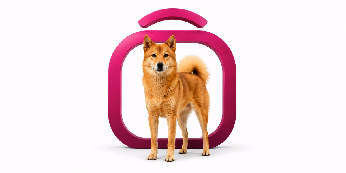 فینیش اشپیتز | Finnish Spitz