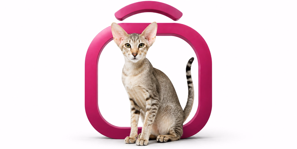 اوریانتال موکوتاه | Oriental Shorthair