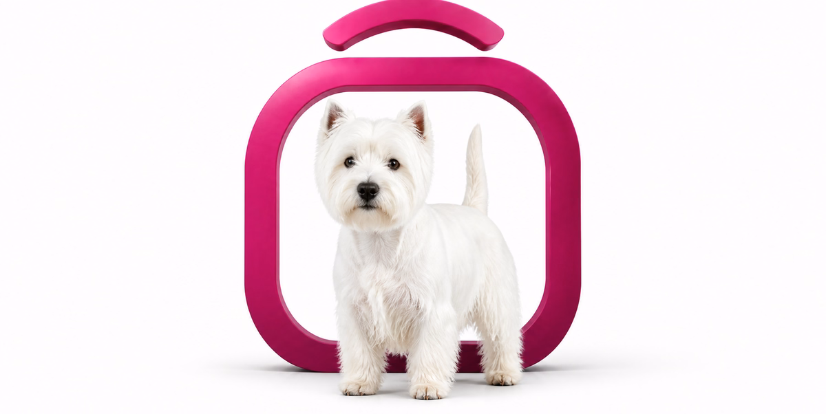 وست هایلند وایت تریر | West Highland White Terrier