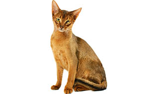 آبیسینیان | Abyssinian