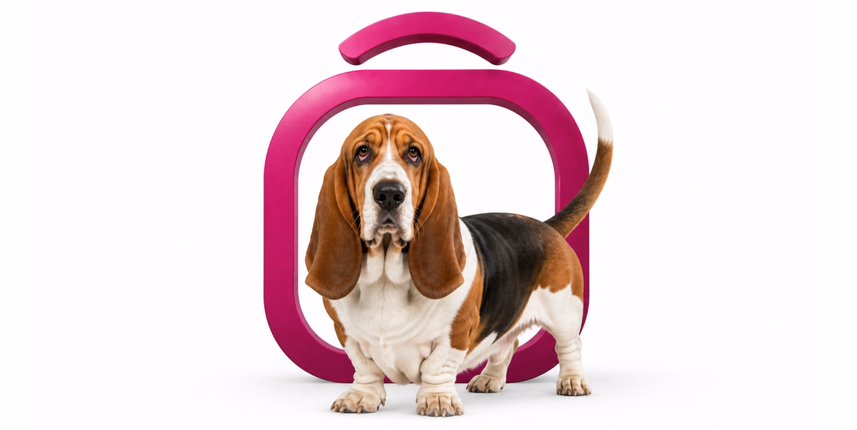 باست هاند | Basset Hound