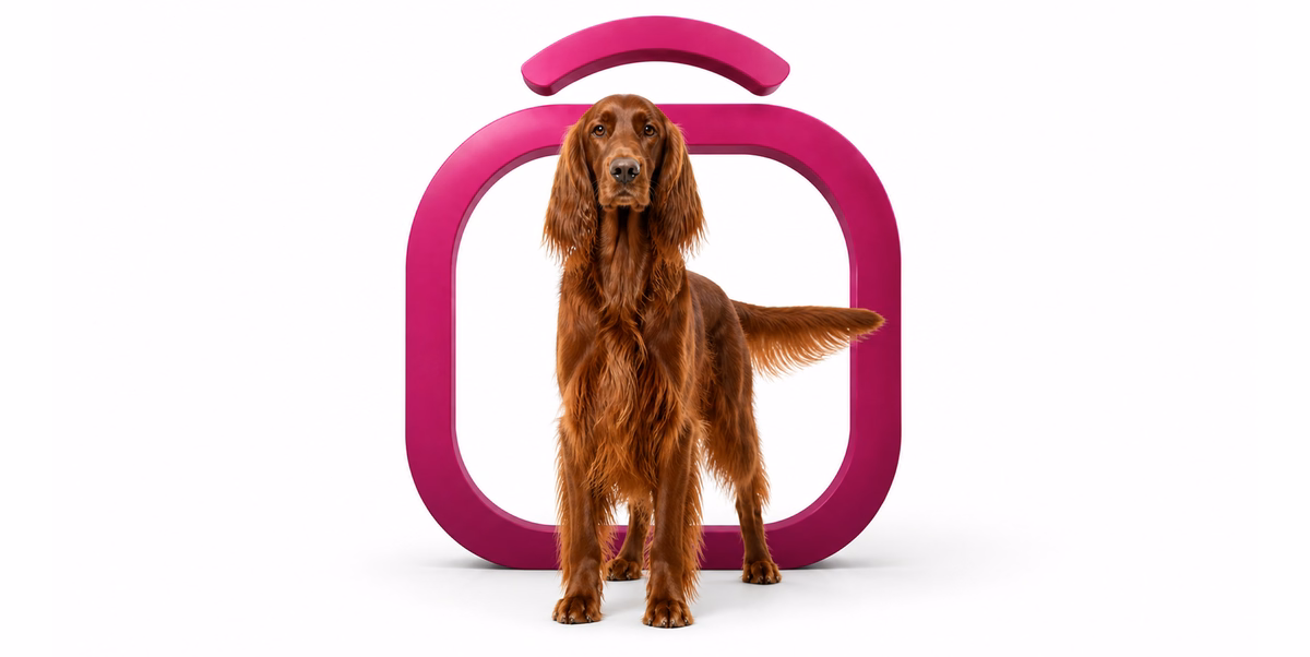 آیریش ستر | Irish Setter