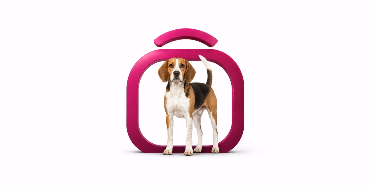 آمریکن فاکس هوند | American Foxhound