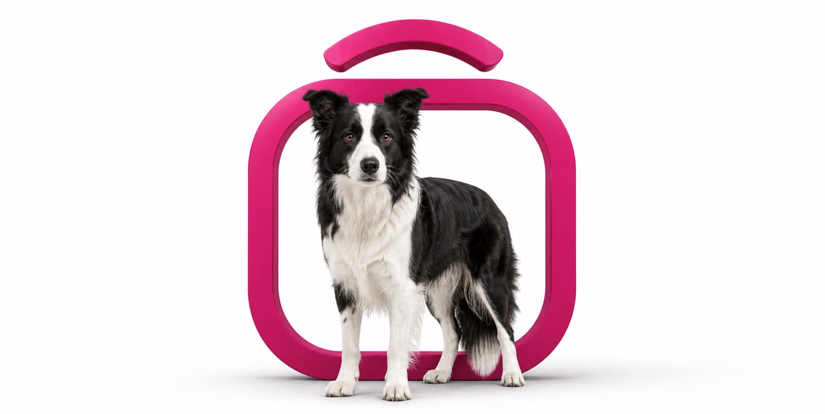 بردر کالی | Border Collie