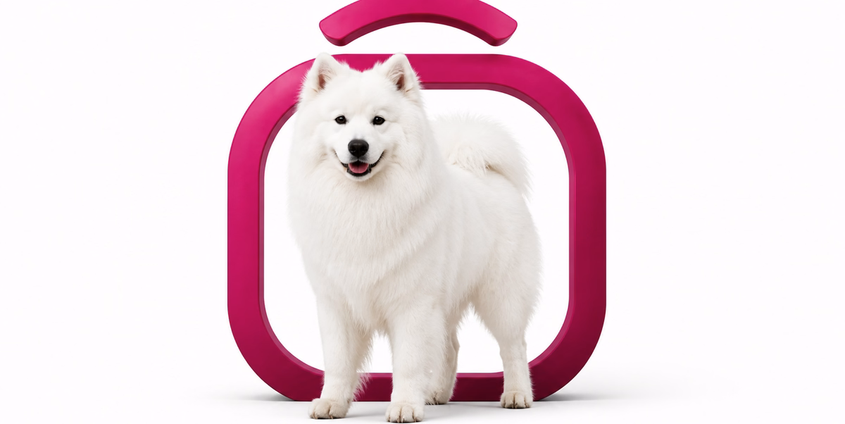 ساموید | Samoyed
