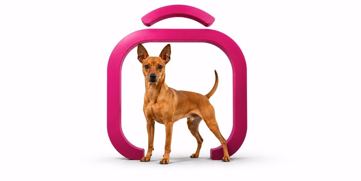 مینیاتور پینچر | Miniature Pinscher
