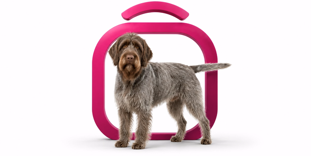 وایر هرد پوینتر گریفون | Wirehaired Pointing Griffon