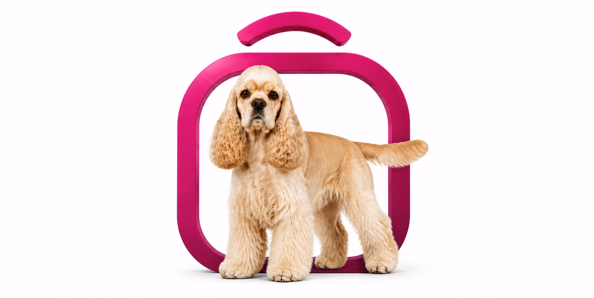کوکر اسپانیل آمریکایی | American Cocker Spaniel