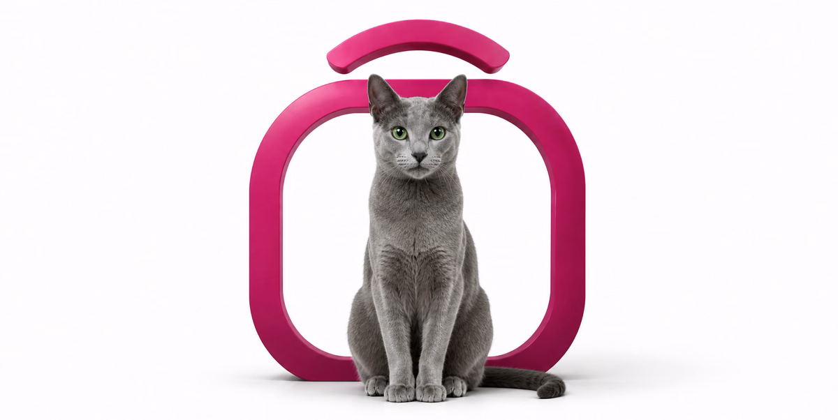راشن بلو | Russian Blue