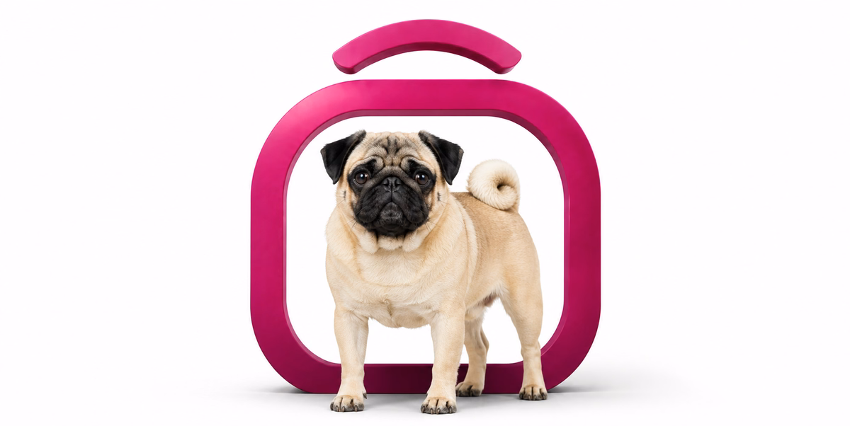پاگ | Pug