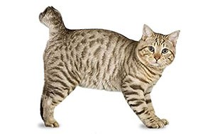 آمریکن بابتیل | American Bobtail