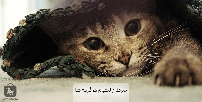 سرطان لنفوم در گربه ها 2 سرطان لنفوم در گربه ها - پرشین پت شاپ