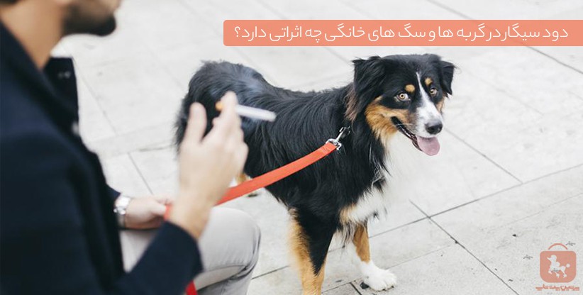 دود سیگار در گربه ها و سگ های خانگی چه اثراتی دارد؟ 2 دود سیگار در گربه ها و سگ های خانگی - پرشین پت شاپ
