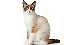 اسنوشوز | Snowshoe
