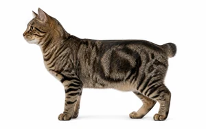 عکس گربه نژاد آمریکن بابتیل موکوتاه | American Bobtail Shorthair