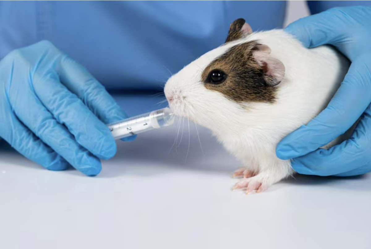 بیماری خوکچه هندی