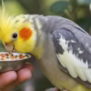 چگونه به عروس هلندی غذا بدهیم