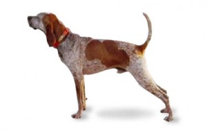 معرفی سگ نژاد آمریکن انگلیش کونهوند (American English Coonhound)